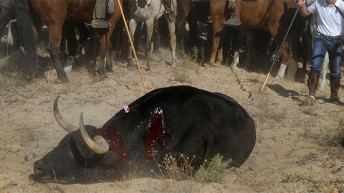 La Sección de Derecho de los Animales del Colegio de Abogados de Madrid celebra la prohibición de matar al toro de la Vega