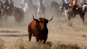 El Supremo rechaza anular la marca ‘Toro’ de Osborne porque el toro no es símbolo oficial de España